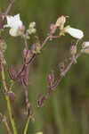 Manyflower beardtongue